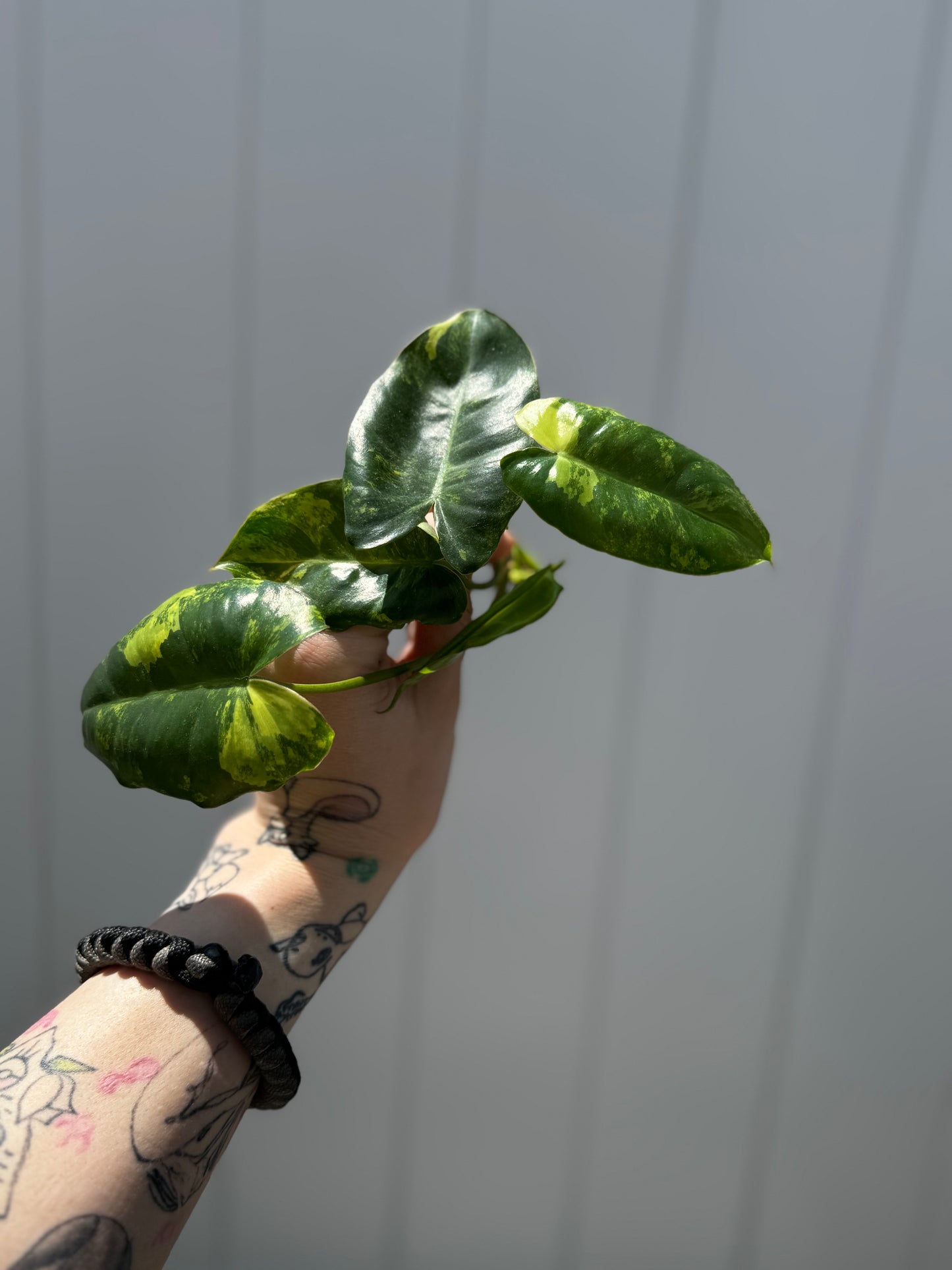 Variegated Philodendron Burle Marx