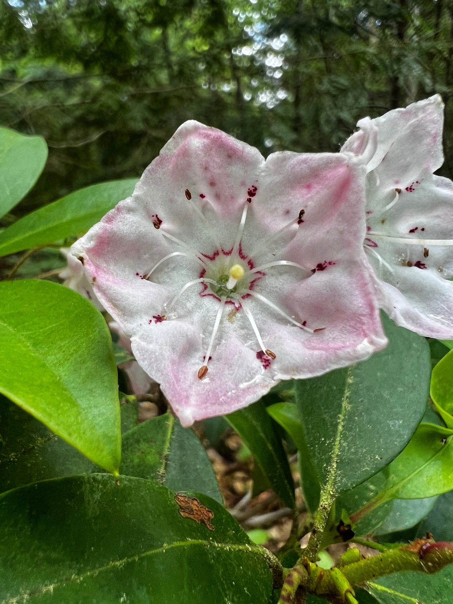 Flower Prints