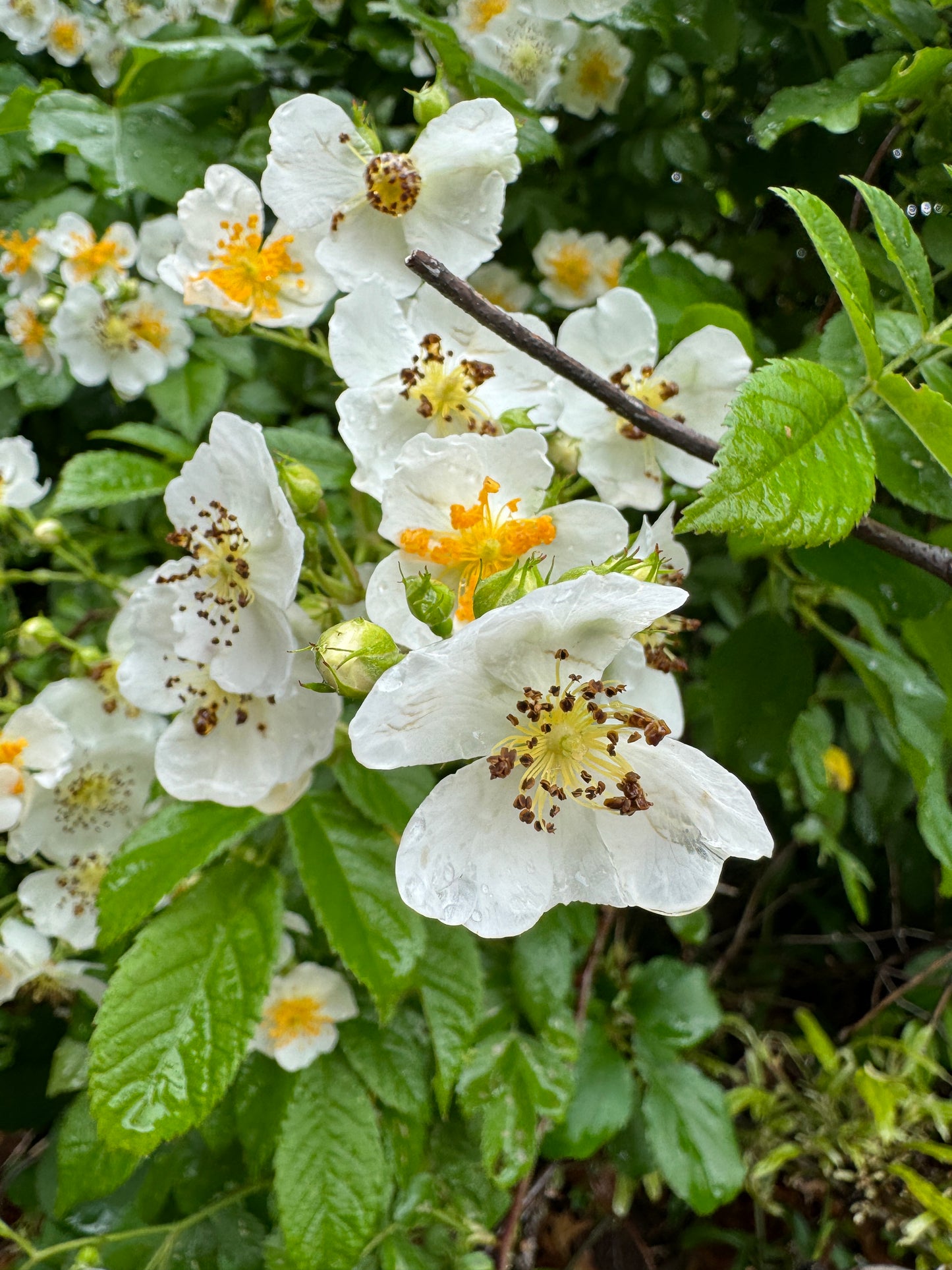 Flower Prints