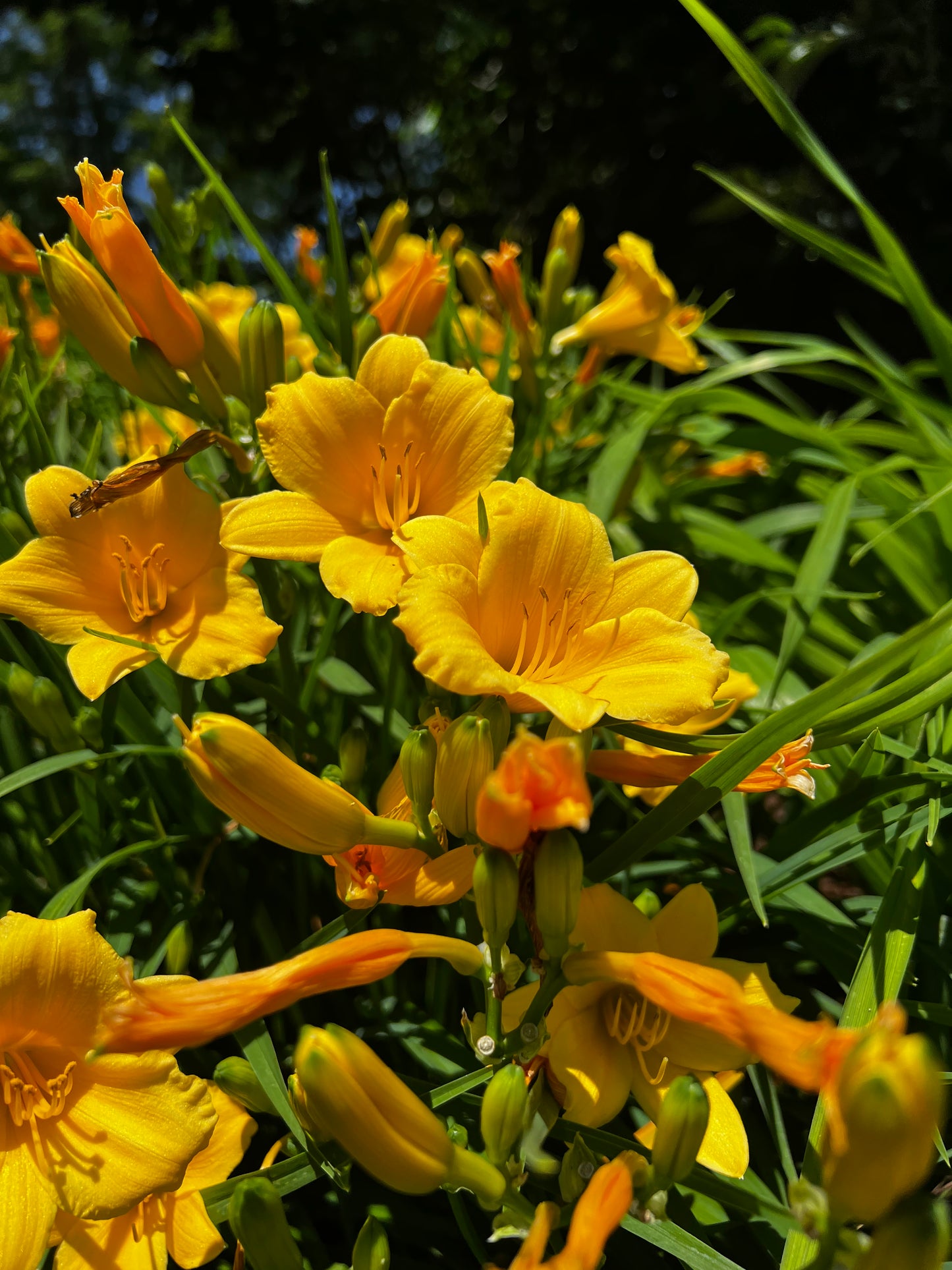 Flower Prints